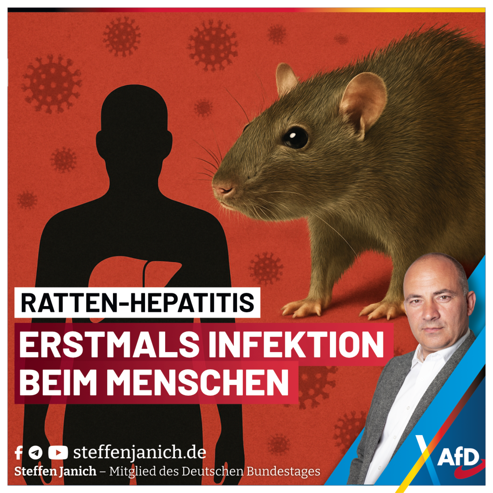 Ratten-Hepatitis: erstmals Infektion beim Menschen